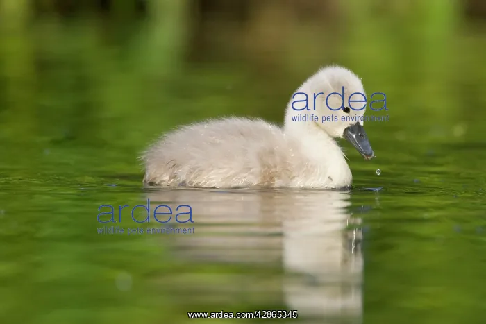 : Mute Swan Cygnet : Mute Swan Cygnet