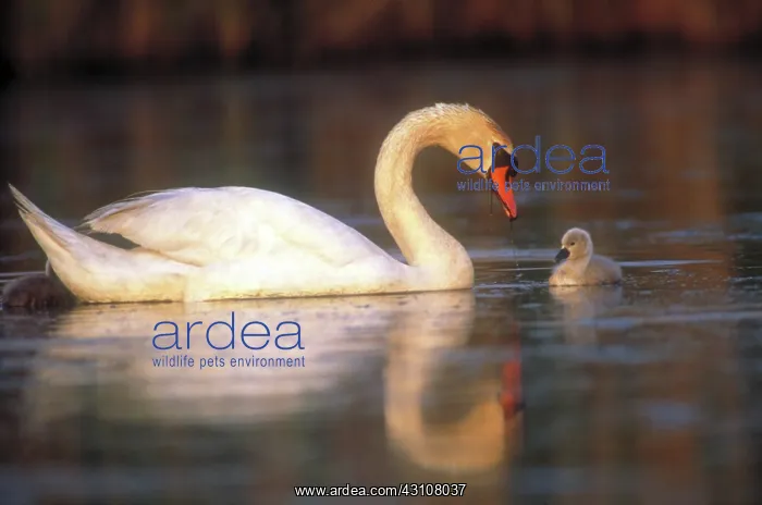 : Mute swan with cygnet : Mute swan with cygnet