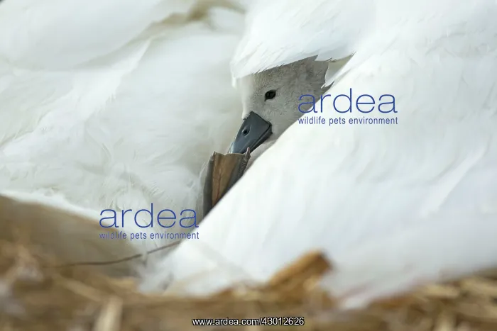 : Mute Swan cygnet at nest with mother providing warmth : Mute Swan cygnet at nest with mother providing warmth