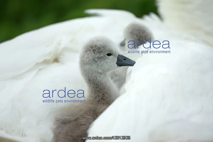 : Mute Swan cygnet at nest with mother providing warmth : Mute Swan cygnet at nest with mother providing warmth