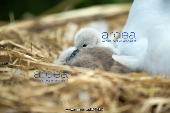 : Mute Swan cygnet at nest with mother providing warmth : Mute Swan cygnet at nest with mother providing warmth