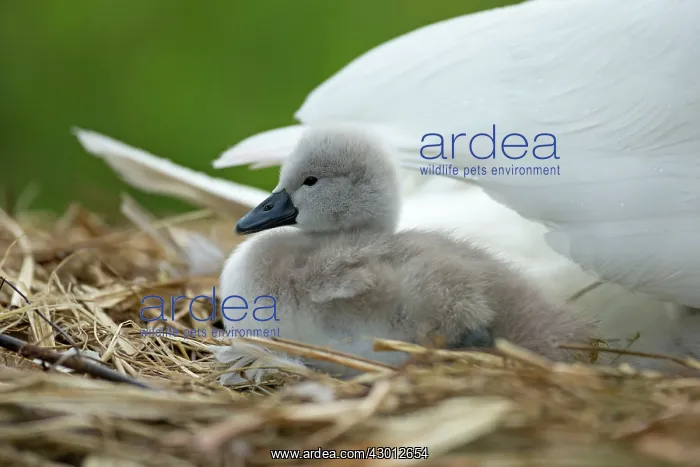 : Mute Swan cygnet at nest with mother providing warmth : Mute Swan cygnet at nest with mother providing warmth