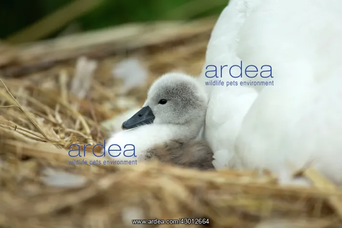 : Mute Swan cygnet at nest with mother providing warmth : Mute Swan cygnet at nest with mother providing warmth
