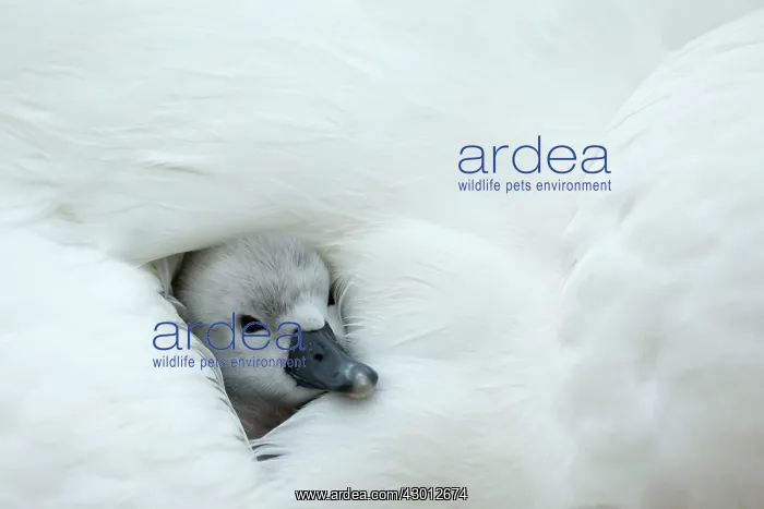 : Mute Swan cygnet at nest with mother providing warmth : Mute Swan cygnet at nest with mother providing warmth