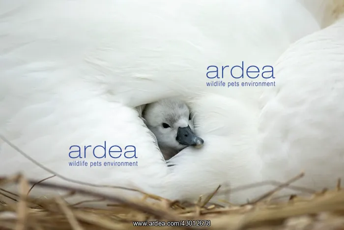 : Mute Swan cygnet at nest with mother providing warmth : Mute Swan cygnet at nest with mother providing warmth