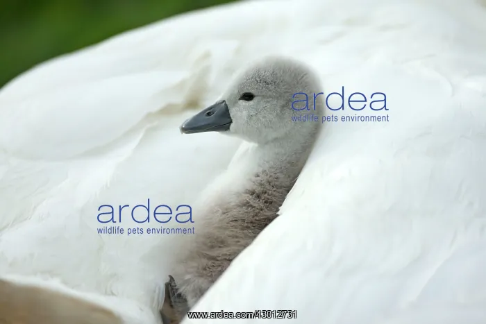 : Mute Swan cygnet at nest with mother providing warmth : Mute Swan cygnet at nest with mother providing warmth