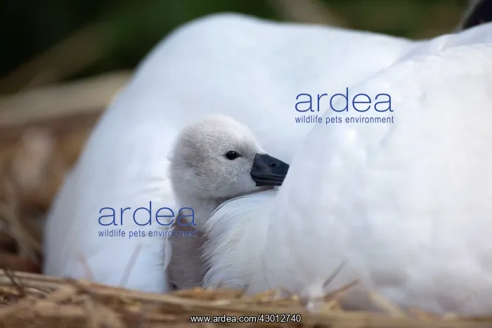 : Mute Swan cygnet at nest with mother providing warmth : Mute Swan cygnet at nest with mother providing warmth
