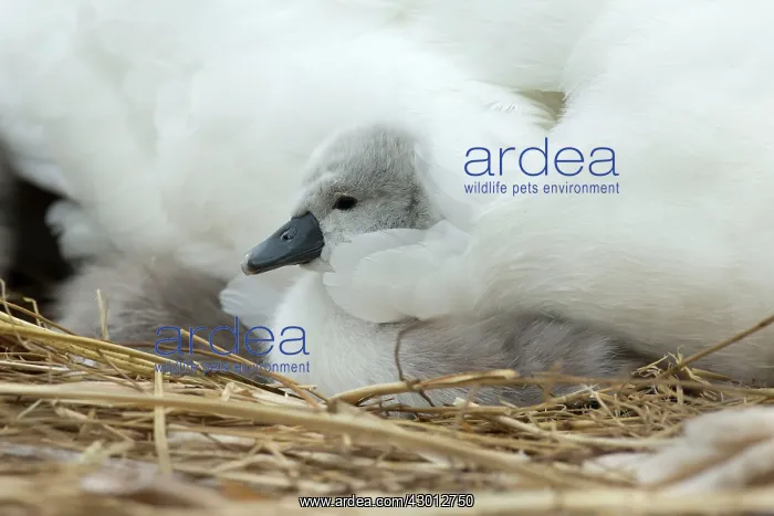 : Mute Swan cygnet at nest with mother providing warmth : Mute Swan cygnet at nest with mother providing warmth