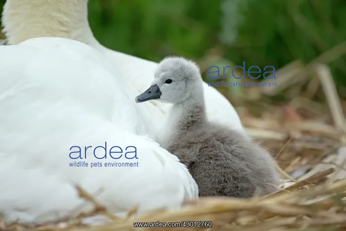 : Mute Swan cygnet at nest with mother providing warmth : Mute Swan cygnet at nest with mother providing warmth
