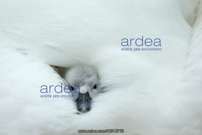 : Mute Swan cygnet at nest with mother providing warmth : Mute Swan cygnet at nest with mother providing warmth