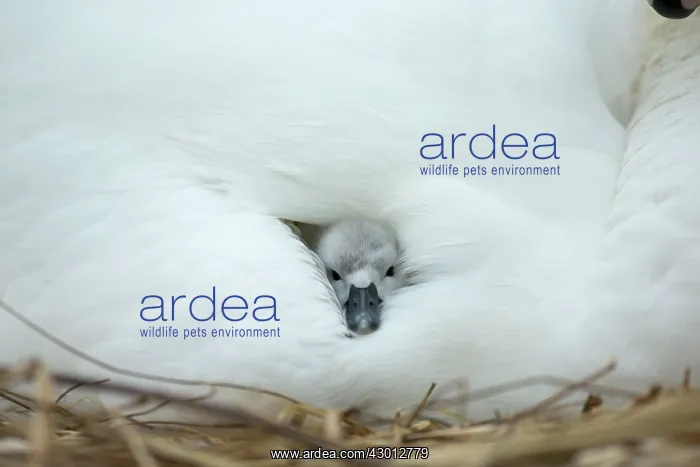 : Mute Swan cygnet at nest with mother providing warmth : Mute Swan cygnet at nest with mother providing warmth