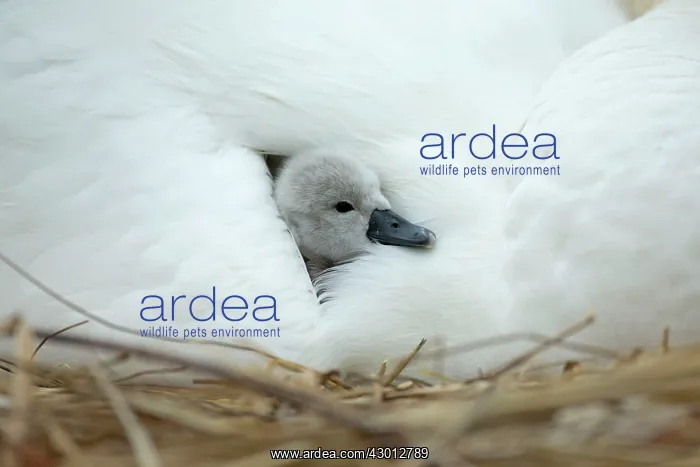 : Mute Swan cygnet at nest with mother providing warmth : Mute Swan cygnet at nest with mother providing warmth