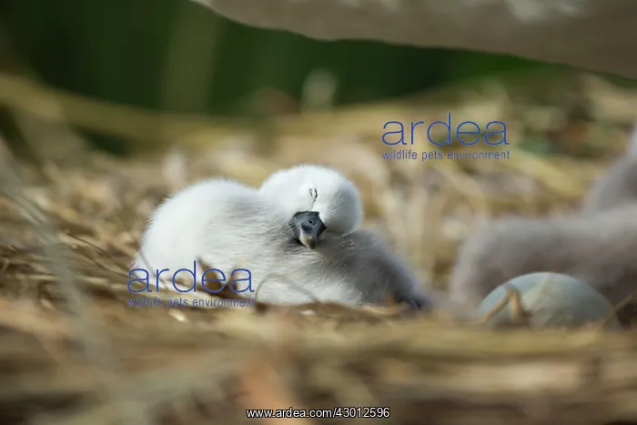  : Mute Swan cygnet at nest Norfolk, UK