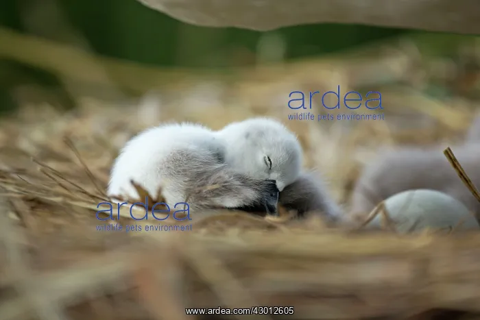  : Mute Swan cygnet at nest Norfolk, UK