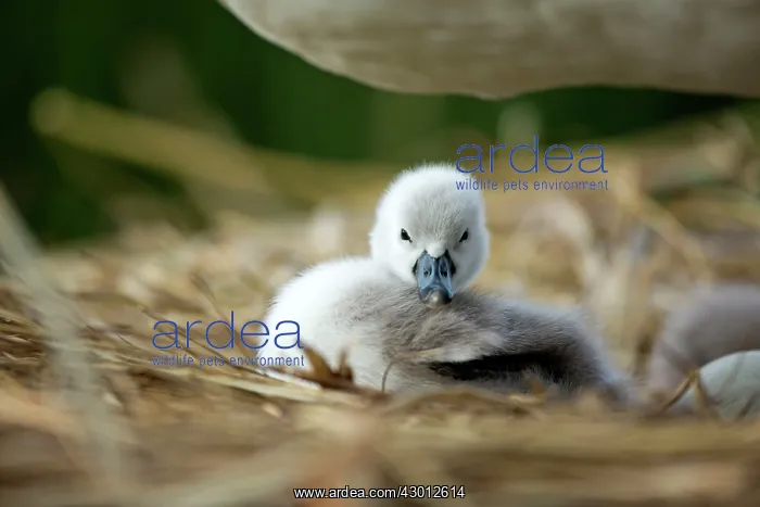  : Mute Swan cygnet at nest Norfolk, UK