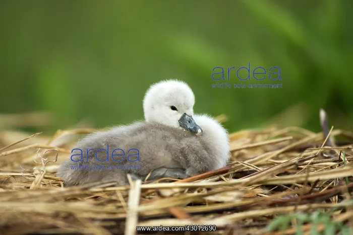  : Mute Swan cygnet at nest Norfolk, UK