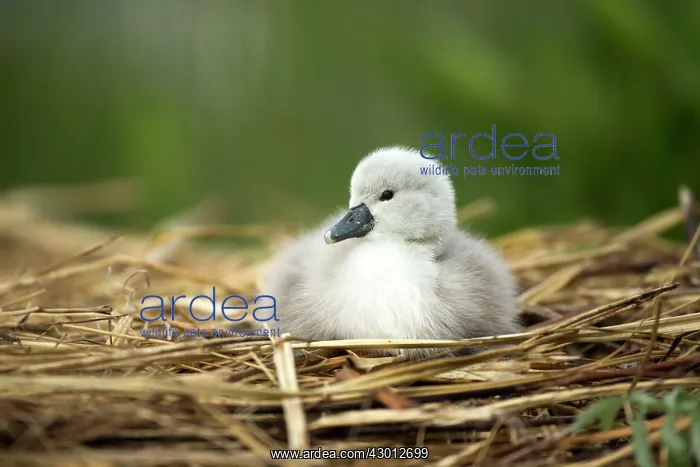  : Mute Swan cygnet at nest Norfolk, UK
