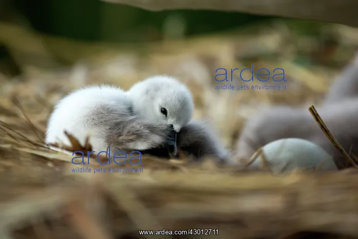  : Mute Swan cygnet at nest Norfolk, UK