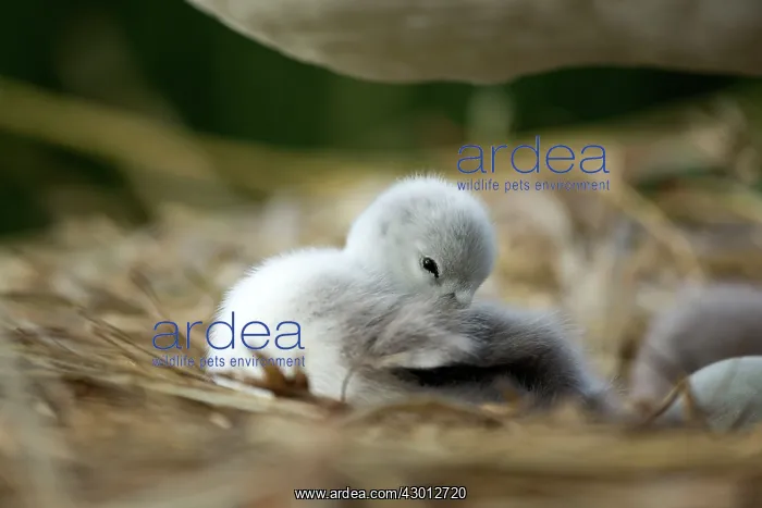  : Mute Swan cygnet at nest Norfolk, UK