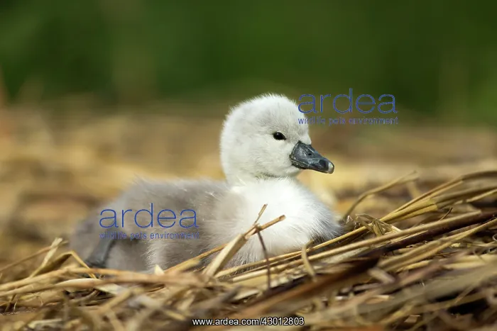  : Mute Swan cygnet at nest Norfolk, UK