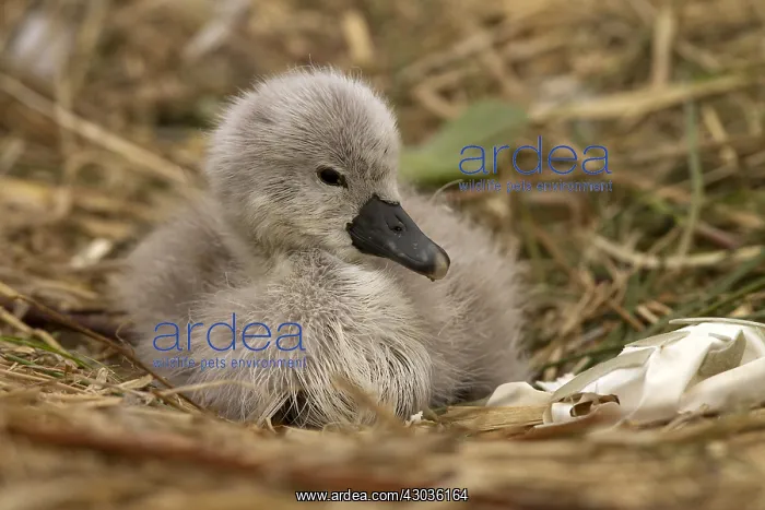  : Mute swan - cygnet on a nest - Norfolk, UK