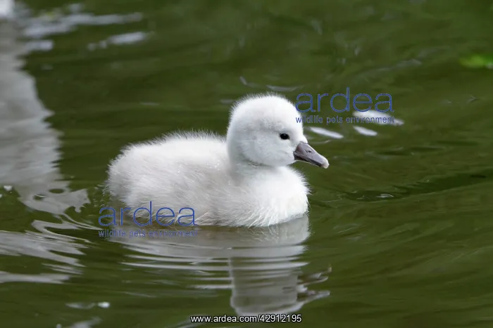 : Mute Swan - cygnet swimming on lake : Mute Swan - cygnet swimming on lake