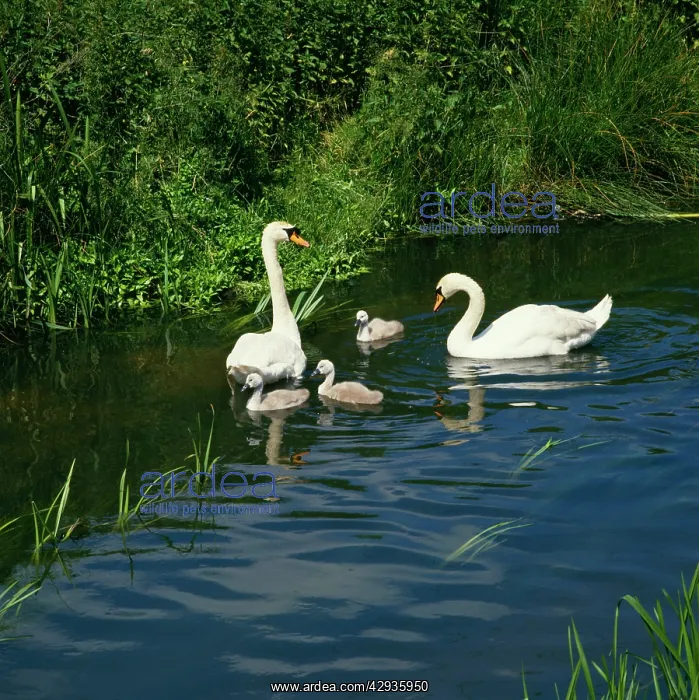 : Mute Swan - With cygnets : Mute Swan - With cygnets