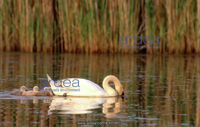 : Mute Swan with cygnets (Cygnus olor) : Mute Swan with cygnets (Cygnus olor)