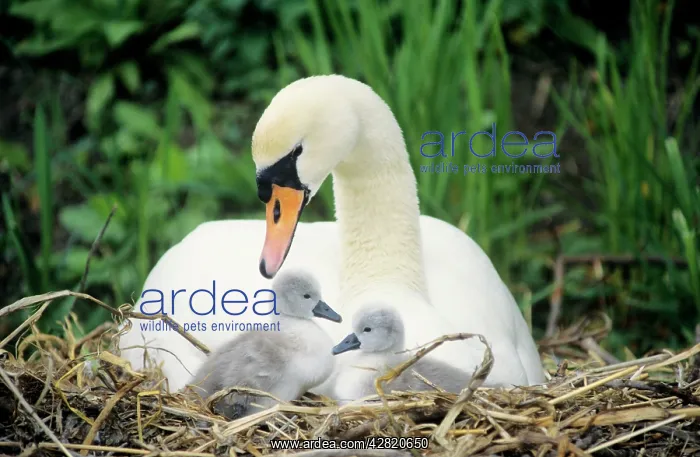 : Mute SWAN - with cygnets at nest : Mute SWAN - with cygnets at nest