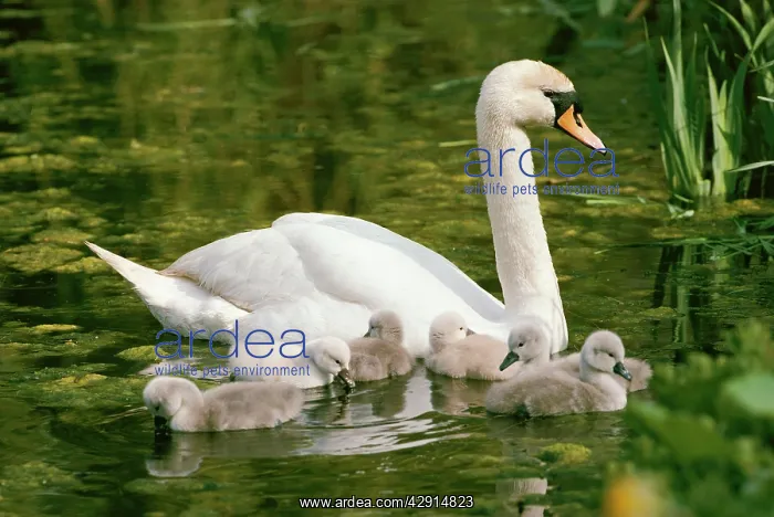 : MUTE SWAN - with six cygnets on water : MUTE SWAN - with six cygnets on water