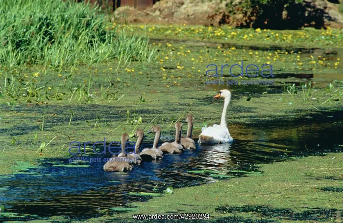 : MUTE SWAN - with five cygnets, on water : MUTE SWAN - with five cygnets, on water