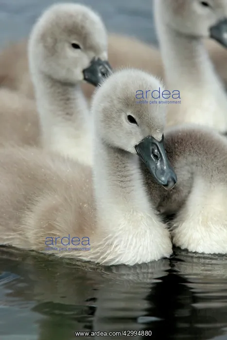 : Mute Swan - cygnets Westhay Nature Reserve, Avalon : Mute Swan - cygnets Westhay Nature Reserve, Avalon