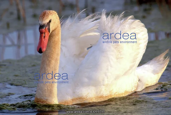 : Mute Swan (Cygnus olor) : Mute Swan (Cygnus olor)