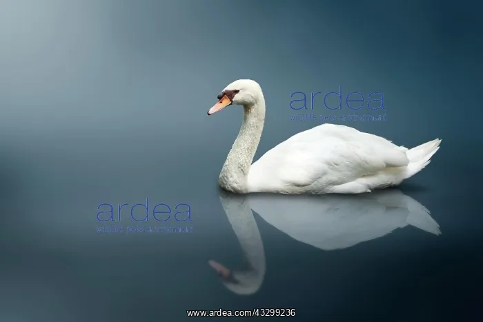 : Mute Swan (Cygnus olor) : Mute Swan (Cygnus olor)