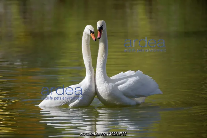 : Mute swan (Cygnus olor), adult, pair, mating, mating : Mute swan (Cygnus olor), adult, pair, mating, mating
