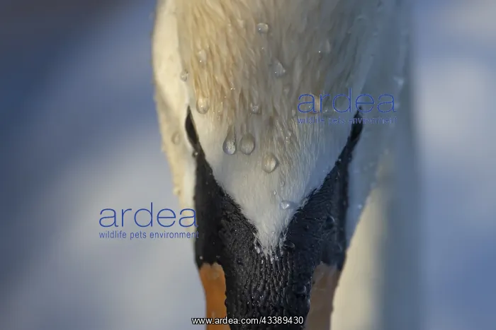 : Mute swan (Cygnus olor) adult bird close up head : Mute swan (Cygnus olor) adult bird close up head