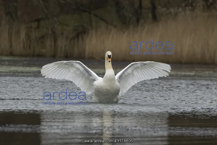 : Mute swan (Cygnus olor) adult bird flapping its wings on the water surface of a lake : Mute swan (Cygnus olor) adult bird flapping its wings on the water surface of a lake