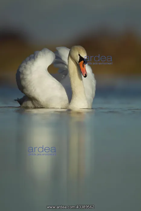 : Mute swan (Cygnus olor) adult bird on a lake, Cambridgshire : Mute swan (Cygnus olor) adult bird on a lake, Cambridgshire