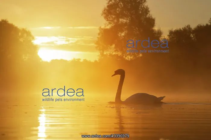 : Mute swan (Cygnus olor) adult bird swimming on a : Mute swan (Cygnus olor) adult bird swimming on a