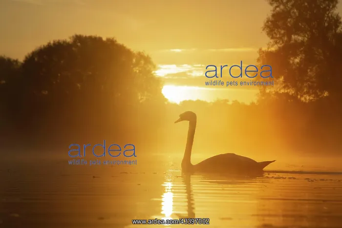 : Mute swan (Cygnus olor) adult bird swimming on a : Mute swan (Cygnus olor) adult bird swimming on a