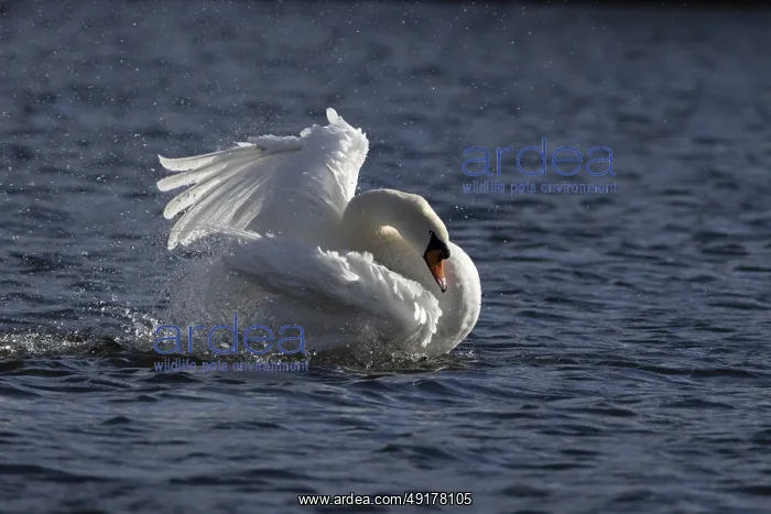 : Mute swan (Cygnus olor) adult bird washing itself on the water surface of a lake : Mute swan (Cygnus olor) adult bird washing itself on the water surface of a lake