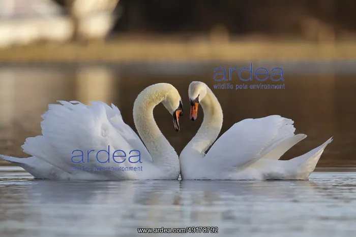 : Mute swan (Cygnus olor) two adult birds performing their courtship love display on a lake : Mute swan (Cygnus olor) two adult birds performing their courtship love display on a lake