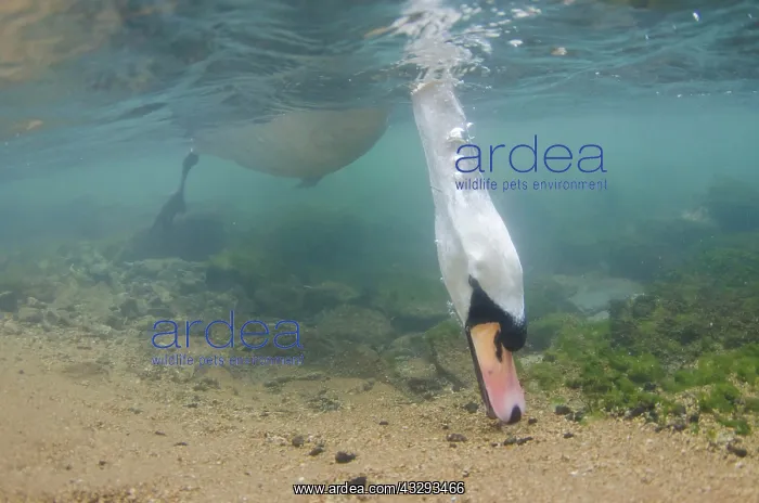: Mute Swan (Cygnus olor) adult, feeding, with head : Mute Swan (Cygnus olor) adult, feeding, with head