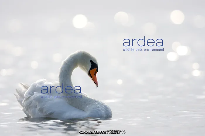 : Mute Swan (Cygnus olor) in backlight, the nethe : Mute Swan (Cygnus olor) in backlight, the nethe