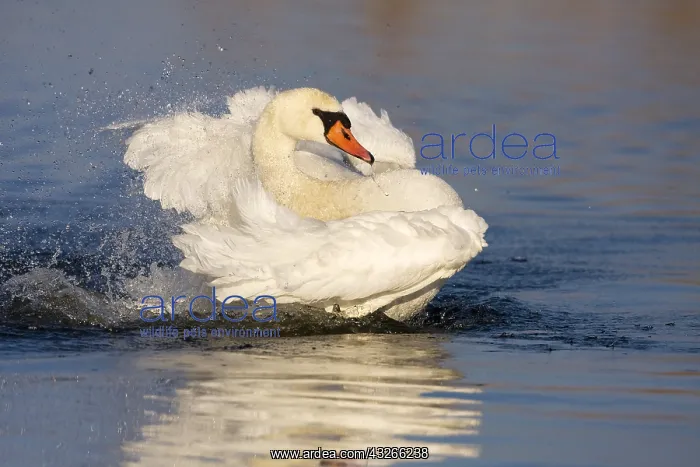 : Mute Swan (Cygnus olor) bathing, Arkervaart, Ge : Mute Swan (Cygnus olor) bathing, Arkervaart, Ge