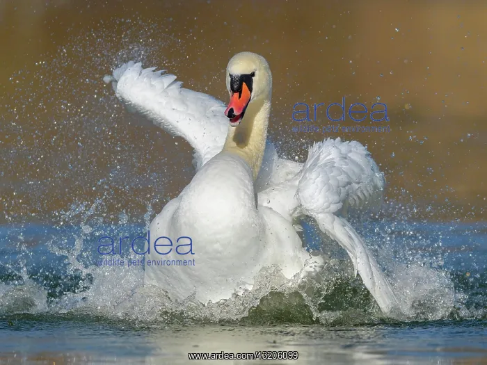 : Mute swan (Cygnus olor), bathing, Isar, Munich : Mute swan (Cygnus olor), bathing, Isar, Munich