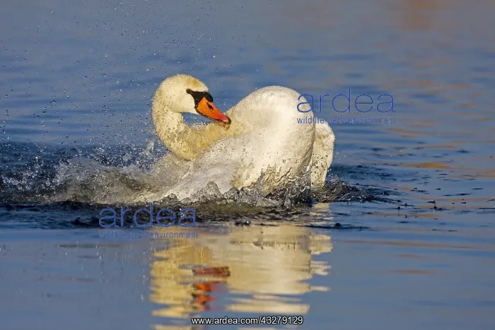 : Mute Swan (Cygnus olor) bathing, The Netherland : Mute Swan (Cygnus olor) bathing, The Netherland