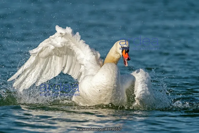  : Mute swan (cygnus olor), bathing during plumage