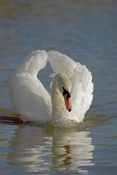 : Mute Swan (Cygnus olor) - Busking - Adults if threatened : Mute Swan (Cygnus olor) - Busking - Adults if threatened
