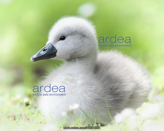: Mute Swan (Cygnus olor), chick, close-up with blurred : Mute Swan (Cygnus olor), chick, close-up with blurred